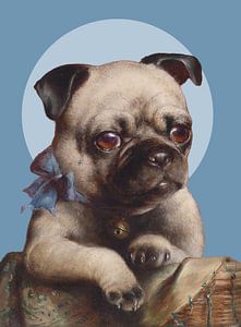 the Pug