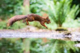 Jump full of Focus by Mark Scheper
