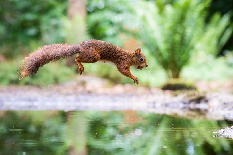 Un saut plein d'attention par Mark Scheper