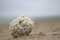 Een van de wonderen van de zee en het Noordzee strand