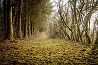 Groene herst