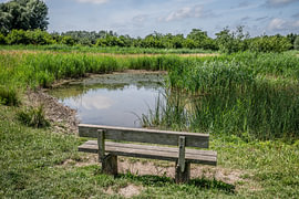 An oasis of calm in the Nieuwe Biesbosch in Dordrecht