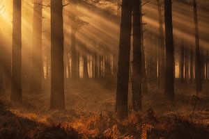 Sonnenharfen bei Sonnenaufgang an einem schönen Wintermorgen in der Woensdrechtse Heide in Norddeuts