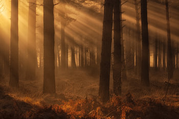 Zonneharpen tijdens zonsopkomst op een prachtige winterochtend op de Woensdrechtsche Heide in Noord-