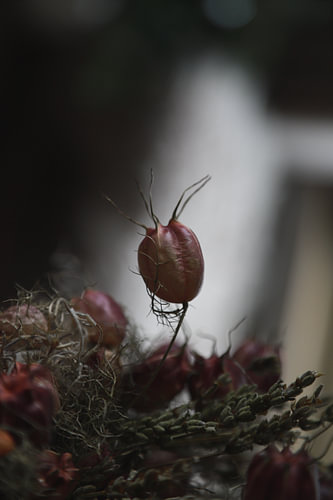 Droogbloemen