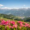 Alpenrosen in Serfaus, Tirol von Leo Schindzielorz
