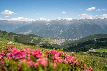 Alpine roses in Serfaus, Tyrol by Leo Schindzielorz