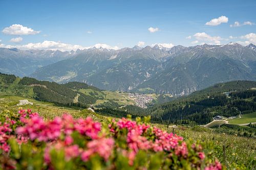 Alpiene rozen in Serfaus, Tirol