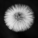 Löwenzahn-Flaum in schwarz-weiß von Ingrid Meuleman Miniaturansicht