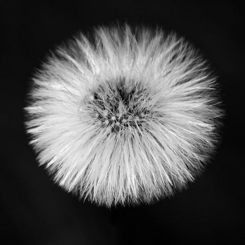 Paardenbloem pluis in zwart-wit van Ingrid Meuleman