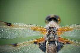 Four-spot at rest by Gea Veldhuizen