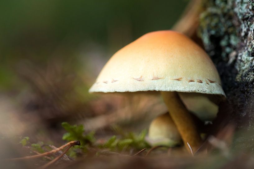 Mushroom 15 by Deshamer