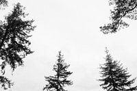 Touch the sky!