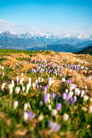 Crocuses on the Hörnerkette in Allgäu by Leo Schindzielorz