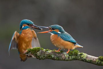 IJsvogel gefotografeerd in het Gooi van Jeroen Stel