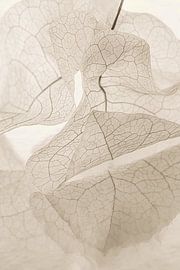 Beige-taupefarben: Blätter, die sich aneinander kringeln von Marjolijn van den Berg