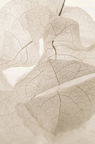 Beige taupe kleuren: Blaadjes krullend langs elkaar