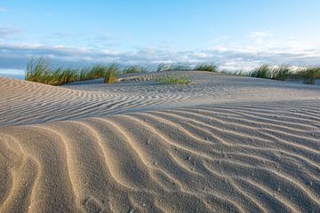 Dunes ondulées