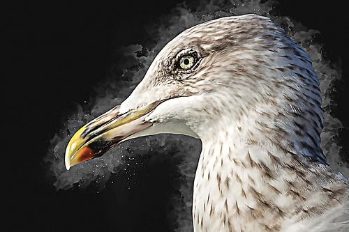 Herring gull in 2nd summer plumage (landscape)