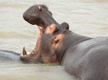 Nijlpaard  "gaap" van Irma Boonman