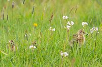 Uferschnepfe (Limosa limosa), Küken auf einer Wiese