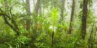 Tropischer Nebelwald von Chris Stenger Miniaturansicht