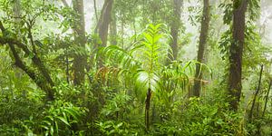 Forêt tropicale nuageuse sur Chris Stenger
