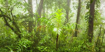 Tropischer Nebelwald von Chris Stenger
