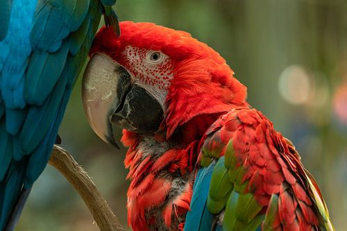 Parrot / Papegaai
