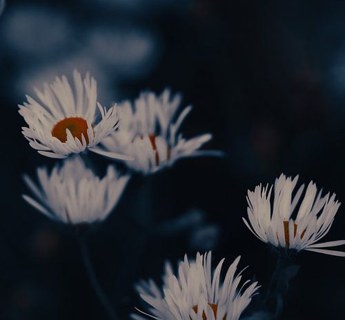 moody flowers by Carina Meijer ÇaVa Fotografie