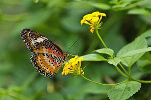 Papillon marbré