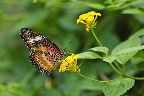 Marbled Butterfly