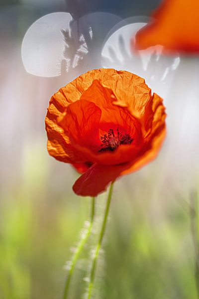 Papaver in achtergrondverlichting van Kurt Krause