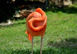 Flamingo in Miami, Florida by Karel Frielink