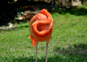 Flamingo in Miami, Florida by Karel Frielink