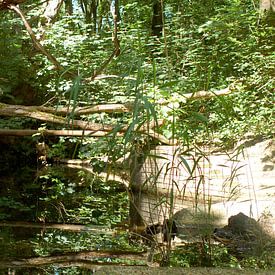 verlaten in de natuur van vanetty onderstal