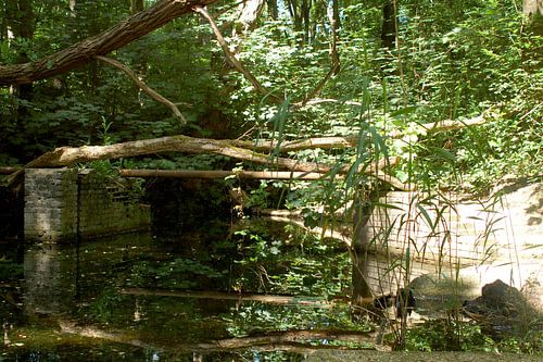 verlaten in de natuur