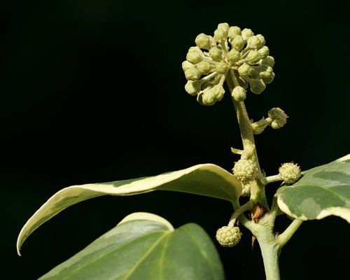 Grüne Pflanze für einen schwarzen Hintergrund