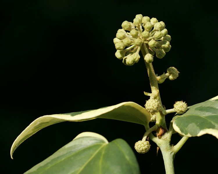Green plant for a black background by Lynn van Baaren