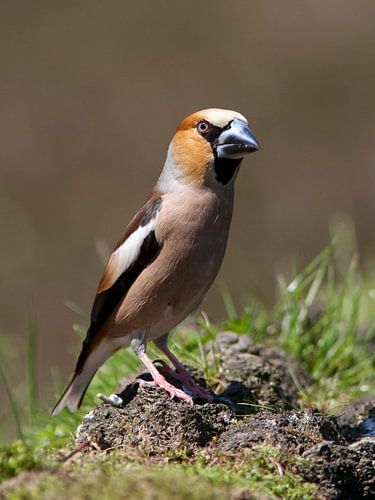 Appelvink