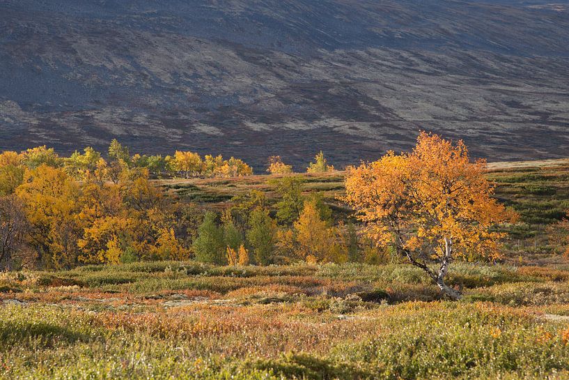 Birken in Herbstfarben in Dovrefjell von Barbara Brolsma