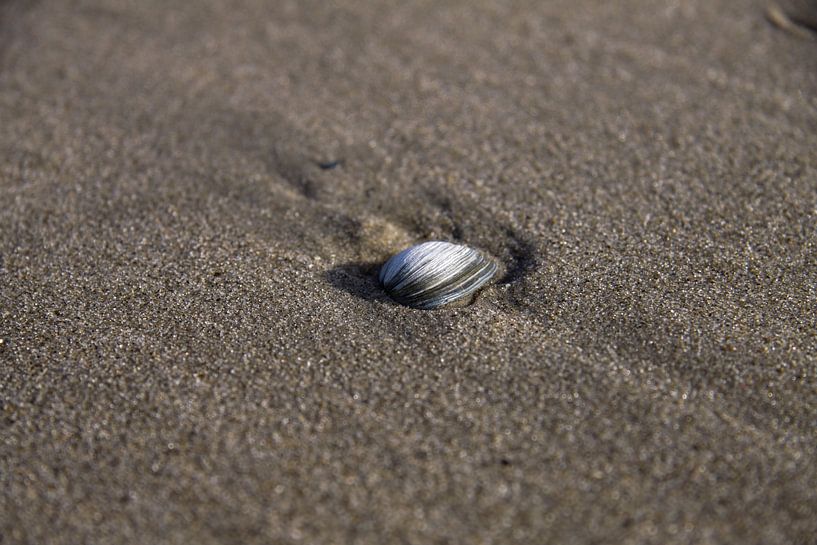 Shell in the beach by Peter van Weel