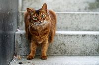 Somali cat making eye contact