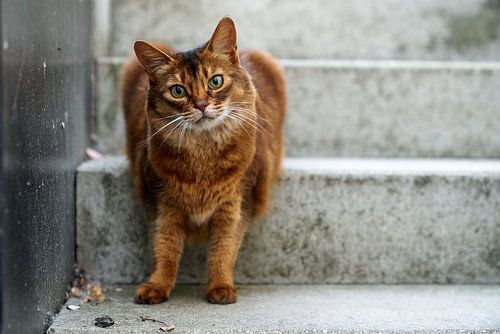 Somali cat making eye contact