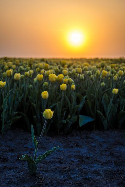 stray yellow tulip at sunrise by peterheinspictures