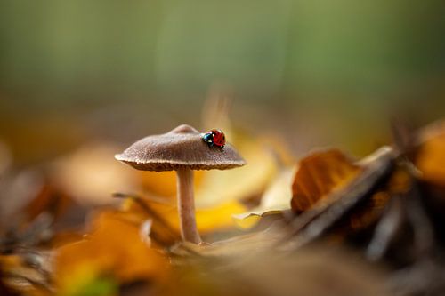 Coccinelle en automne