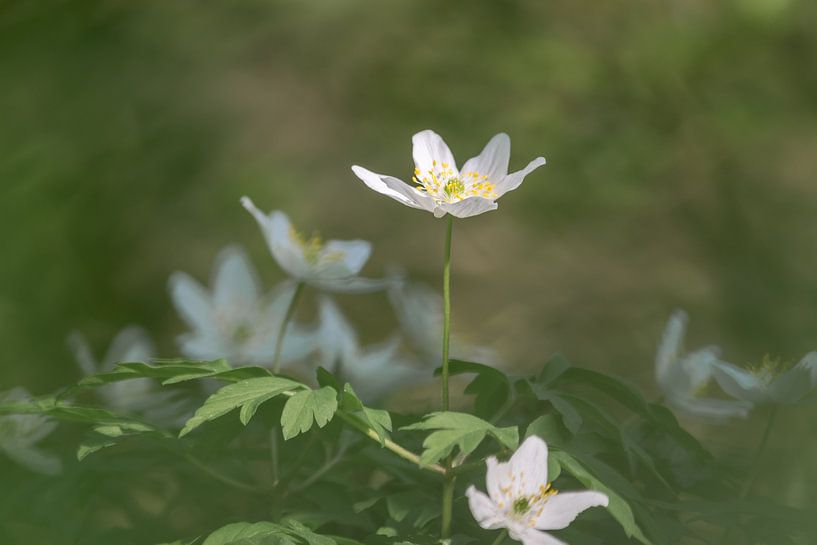 Wood anemone by Marianne van der Westen