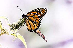 Monarch butterfly sur Mark Zanderink