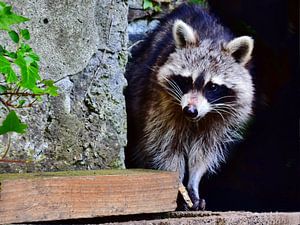 Shy racoon