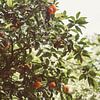 Orangen im Baum von Patrycja Polechonska